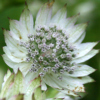 Astrantia major - Abriachan Nurseries
